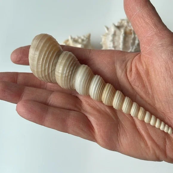 Assorted Seashell Collection - Picture 5 of 8